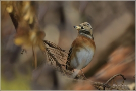 <p>PĚNKAVA JIKAVEC (Fringilla montifringilla) Šluknovsko - Jiříkov ---- /Brambling - Bergfink/</p>